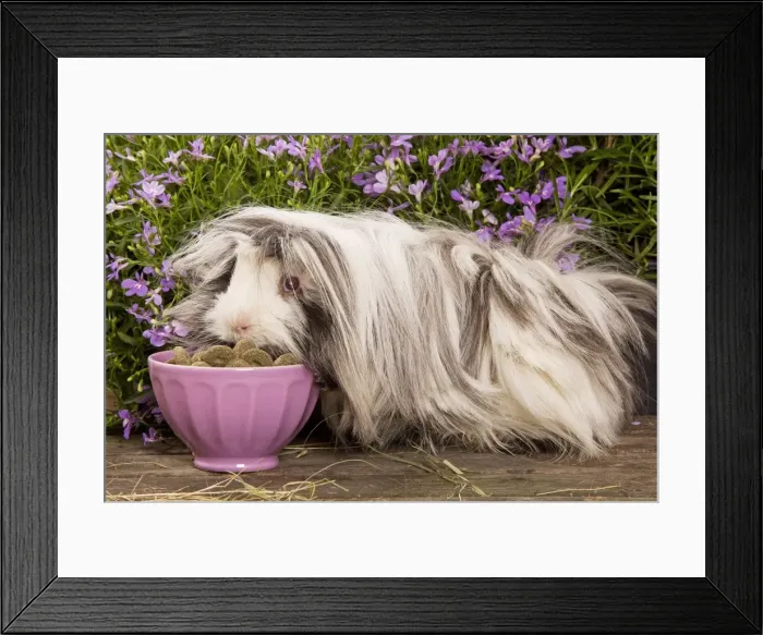 Framed Print : Guinea Pig - eating dried food from bowl Framed Print : Guinea Pig - eating dried food from bowl