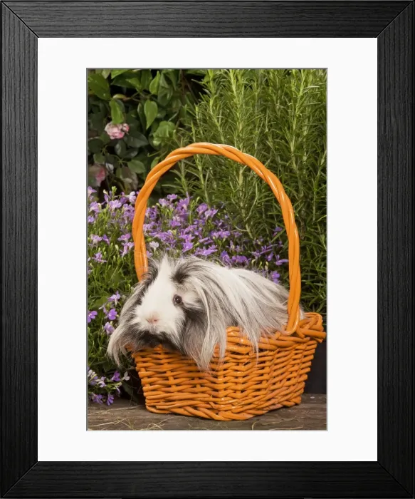 Framed Print : Guinea Pig - in basket with flowers Framed Print : Guinea Pig - in basket with flowers