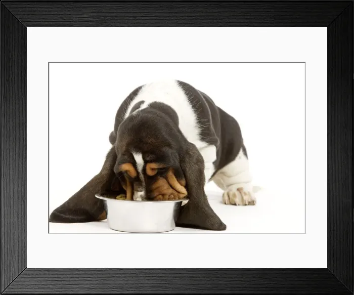 Framed Print : Dog - Basset Hound - in studio eating food from bowl Framed Print : Dog - Basset Hound - in studio eating food from bowl