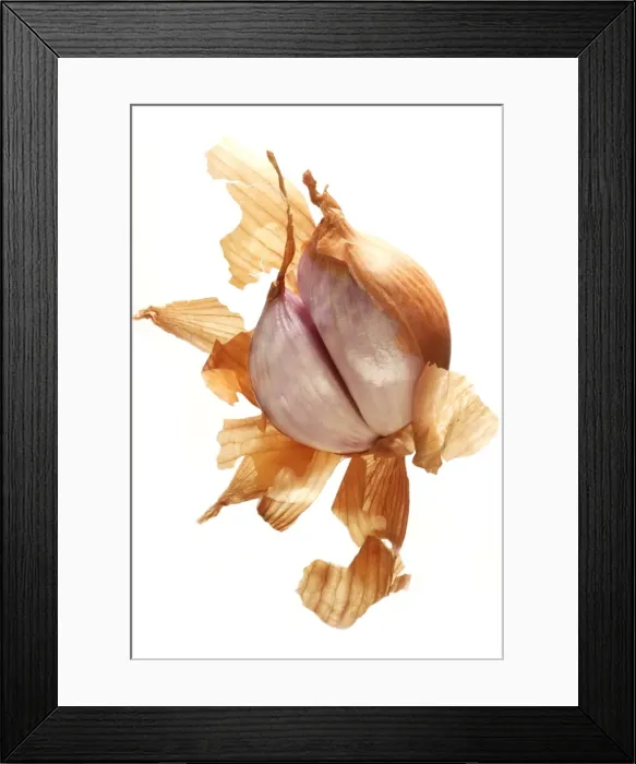 Framed Print : Shallot. LA-794. Shallot. Jean Michel Labat Framed Print : Shallot. LA-794. Shallot. Jean Michel Labat