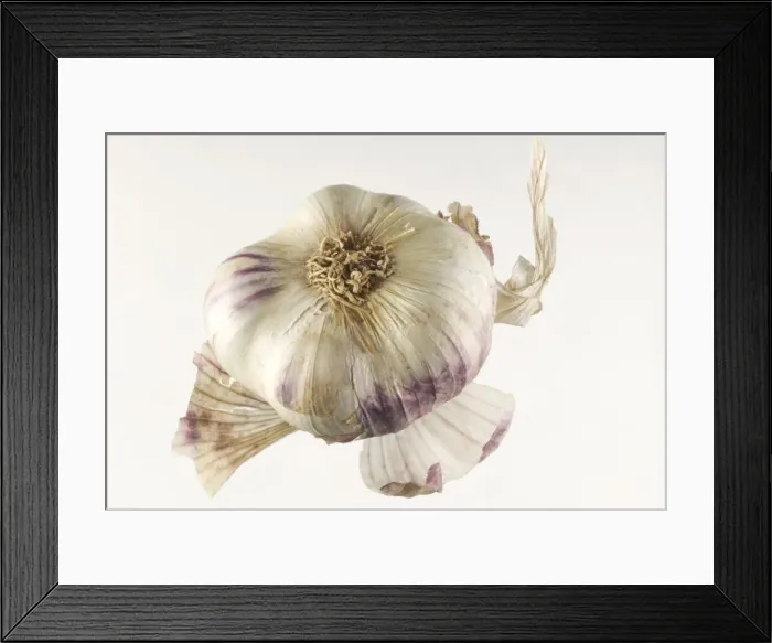 Framed Print : Garlic. LA-798. Garlic. Jean Michel Labat Framed Print : Garlic. LA-798. Garlic. Jean Michel Labat