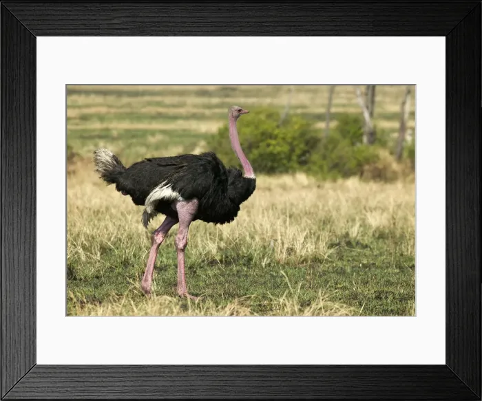 Framed Print : Ostrich Maasai Mara, Africa Framed Print : Ostrich Maasai Mara, Africa