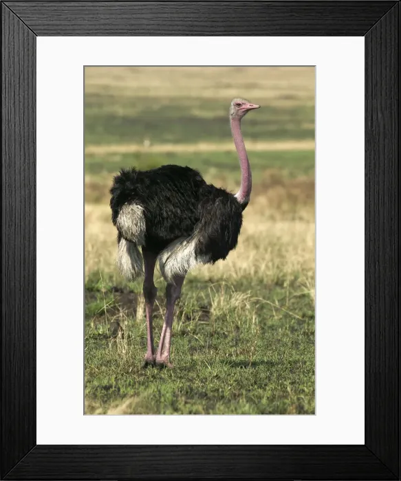 Framed Print : Ostrich. LA-809. Ostrich. Maasai Mara, Africa.