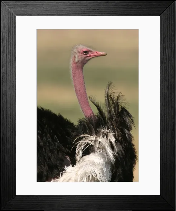 Framed Print : Ostrich. LA-810. Ostrich. Maasai Mara, Africa Framed Print : Ostrich. LA-810. Ostrich. Maasai Mara, Africa