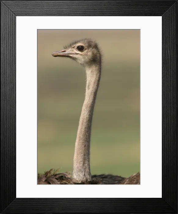 Framed Print : Ostrich. LA-811. Ostrich - close-up of head Framed Print : Ostrich. LA-811. Ostrich - close-up of head