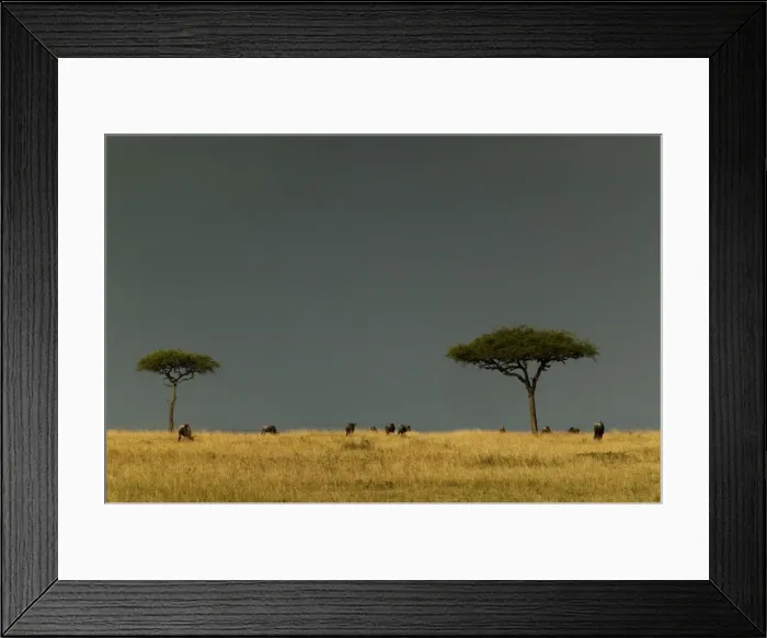 Framed Print : Savannah With grazing animals Maasai Mara, Kenya, Africa Framed Print : Savannah With grazing animals Maasai Mara, Kenya, Africa
