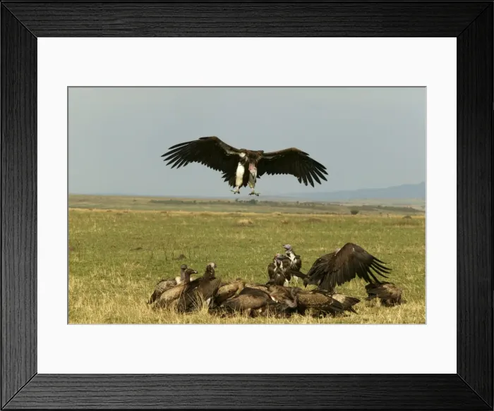 Framed Print : Lappet-faced Vultures Vulture landing near group Kenya, Africa Framed Print : Lappet-faced Vultures Vulture landing near group Kenya, Africa