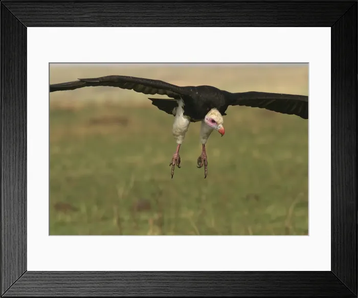 Framed Print : White-headed Vulture In flight Kenya, Africa Framed Print : White-headed Vulture In flight Kenya, Africa