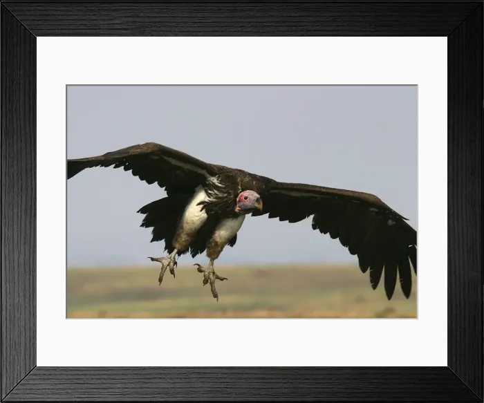 Framed Print : Lappet-faced Vulture In flight Kenya, Africa Framed Print : Lappet-faced Vulture In flight Kenya, Africa