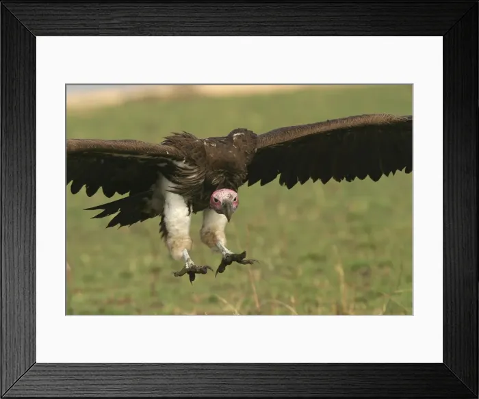 Framed Print : Lappet-faced Vulture In flight Kenya, Africa Framed Print : Lappet-faced Vulture In flight Kenya, Africa