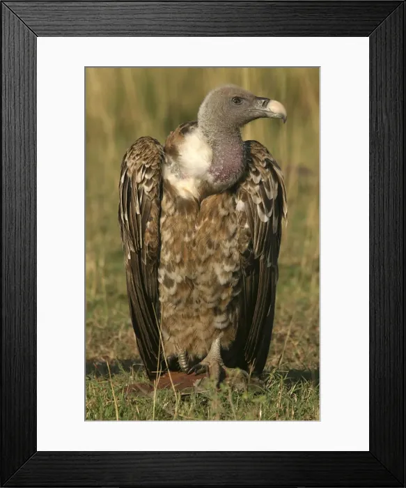 Framed Print : Ruppell's Griffon Vulture Kenya, Africa Framed Print : Ruppell's Griffon Vulture Kenya, Africa
