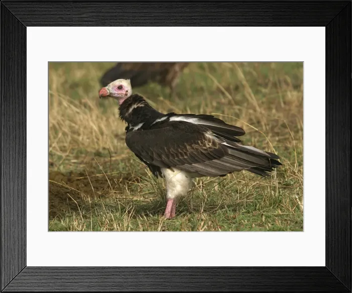 Framed Print : White-headed Vulture Kenya, Africa Framed Print : White-headed Vulture Kenya, Africa