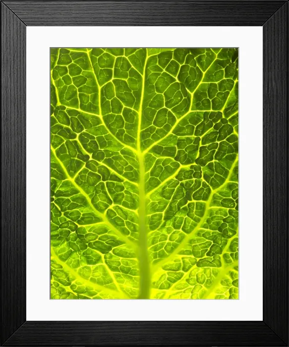 Framed Print : Green Cabbage Close up of leaf Framed Print : Green Cabbage Close up of leaf