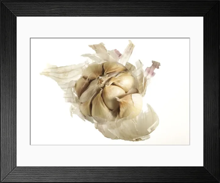 Framed Print : Garlic Bulb showing individual cloves Framed Print : Garlic Bulb showing individual cloves