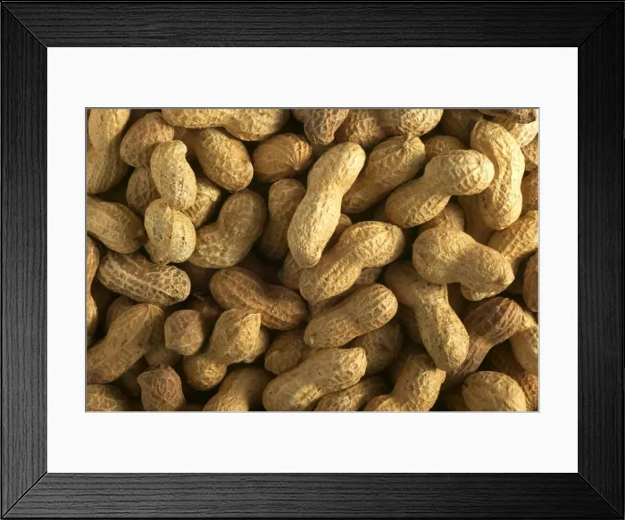 Framed Print : Peanuts. LA-912. Groundnuts / Peanuts. Jean Michel Labat Framed Print : Peanuts. LA-912. Groundnuts / Peanuts. Jean Michel Labat