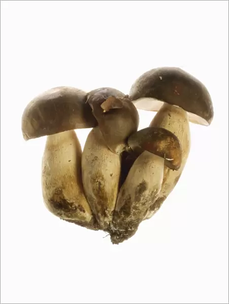 Queen Bolete Fungi