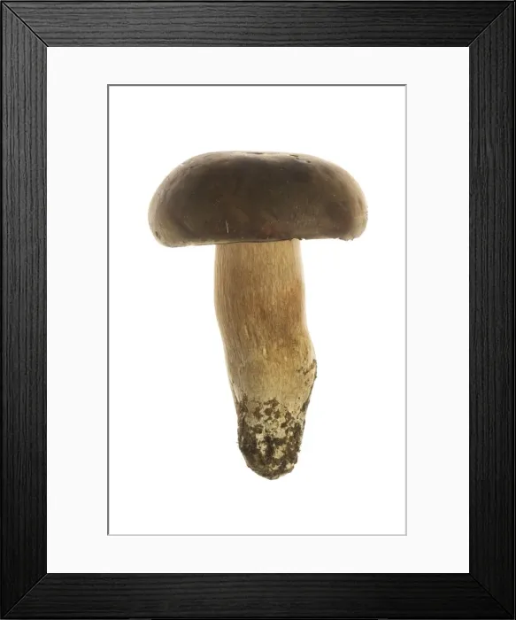 Framed Print : Queen Bolete Fungi Framed Print : Queen Bolete Fungi