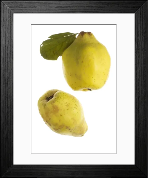 Framed Print : Quince Fruit Framed Print : Quince Fruit