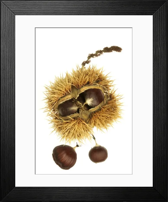 Framed Print : Roast Chestnuts In casing Framed Print : Roast Chestnuts In casing