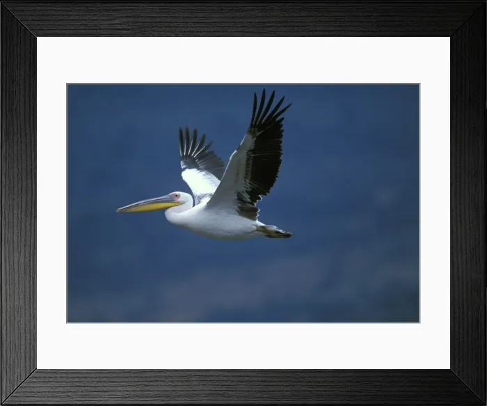 Framed Print : White Pelican In flight Framed Print : White Pelican In flight