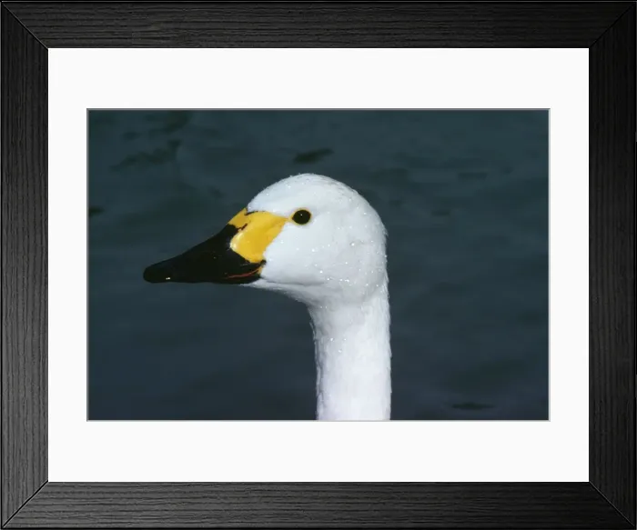 Framed Print : Bewick's Swan - close-up Also known as Tundra Swan Framed Print : Bewick's Swan - close-up Also known as Tundra Swan