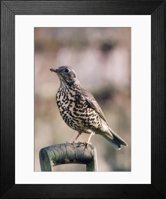 Framed Print : Mistle Thrush Framed Print : Mistle Thrush