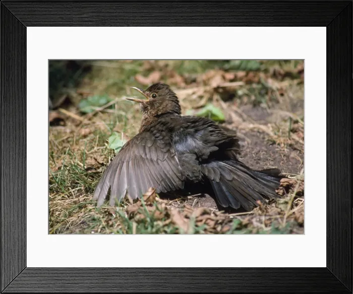 Framed Print : Blackbird - sun bathing Framed Print : Blackbird - sun bathing