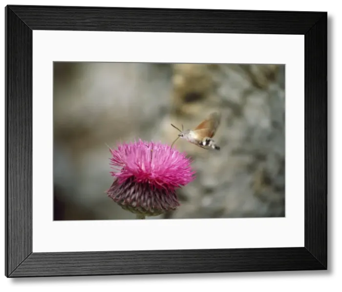 Framed Print : Humming-bird Hawk Moth Framed Print : Humming-bird Hawk Moth