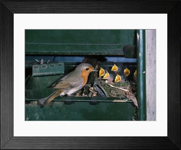 Framed Print : Robin - with young in nest, in shed Framed Print : Robin - with young in nest, in shed