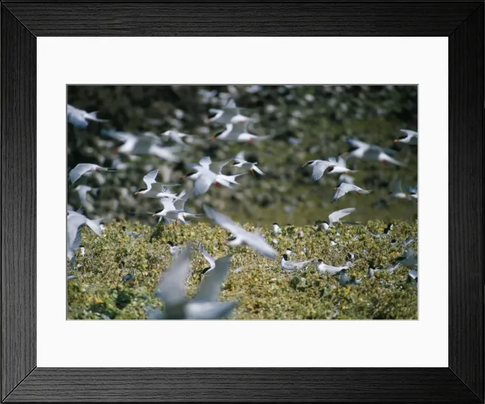 Framed Print : Roseate Terns - in flight over colony Framed Print : Roseate Terns - in flight over colony