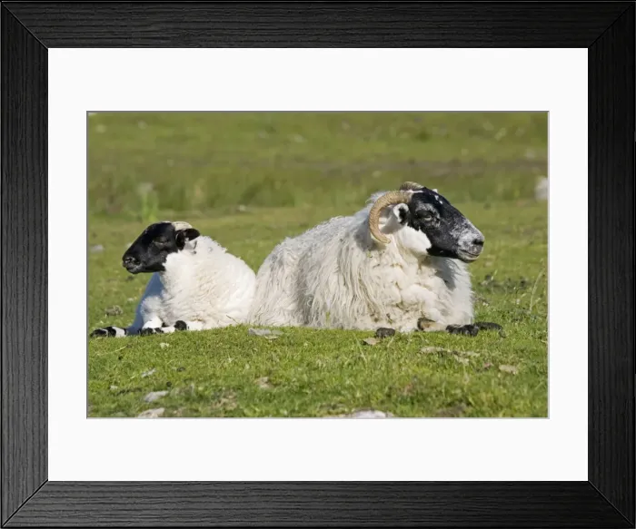 Framed Print : Scottish black-faced ewe and lamb, Isle of Mull, Scotland, U Framed Print : Scottish black-faced ewe and lamb, Isle of Mull, Scotland, U