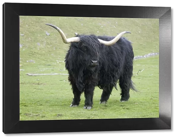 Black Highland Steer Highland Wildlife Park, Kincraig, Kingussie, Inverness-shire, Scotland