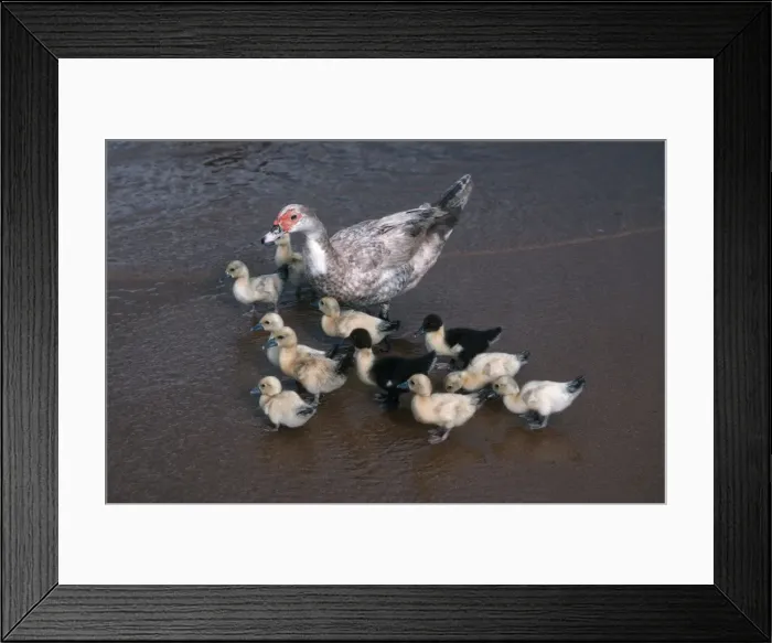 Framed Print : African duck with ten ducklings Lake Malawi Africa Framed Print : African duck with ten ducklings Lake Malawi Africa