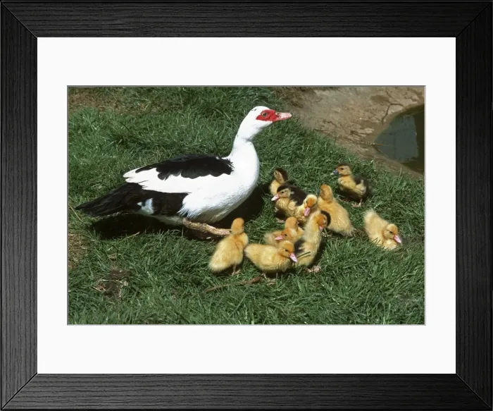 Framed Print : Muscovy duck with eleven young ducklings Cotswold Farm Park Gloucestershire UK Framed Print : Muscovy duck with eleven young ducklings Cotswold Farm Park Gloucestershire UK