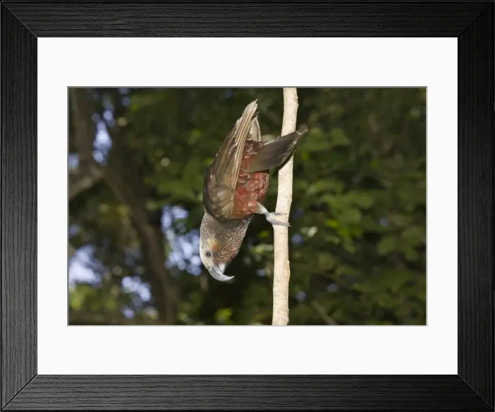 Framed Print : Kaka / North Island Parrot. Kapiti island near Wellington - New Zealand Framed Print : Kaka / North Island Parrot. Kapiti island near Wellington - New Zealand