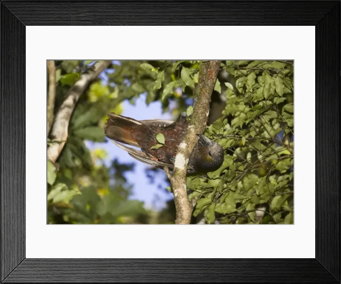 Framed Print : Kaka / North Island Parrot. Mount Bruce Conservation Centre - New Zealand Framed Print : Kaka / North Island Parrot. Mount Bruce Conservation Centre - New Zealand