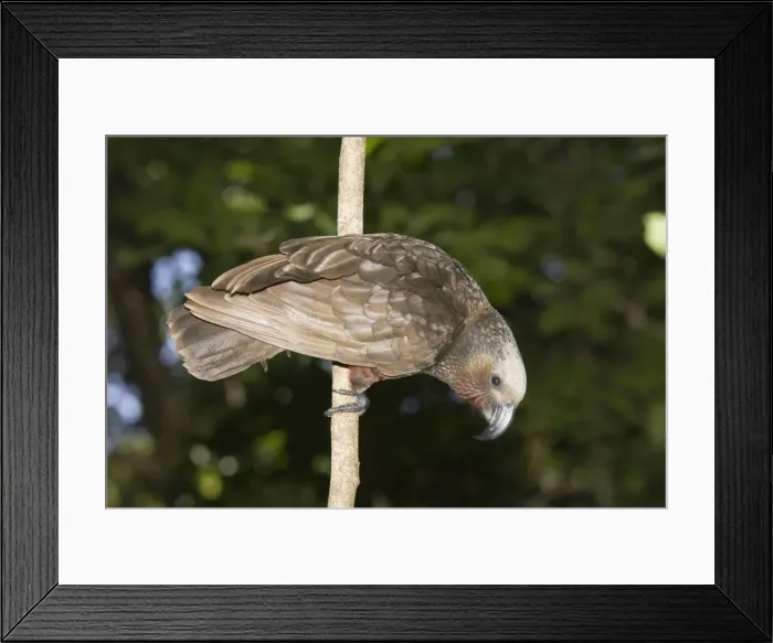 Framed Print : Kaka / North Island Parrot. Kapiti island near Wellington - New Zealand Framed Print : Kaka / North Island Parrot. Kapiti island near Wellington - New Zealand