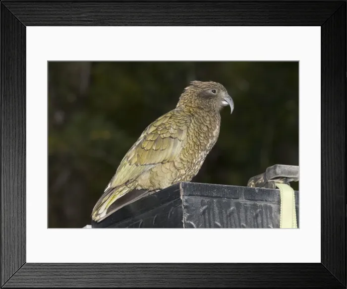 Framed Print : Kaka  /  North Island Parrot - on car roof rack Fox Glacier South Island - New Zealand