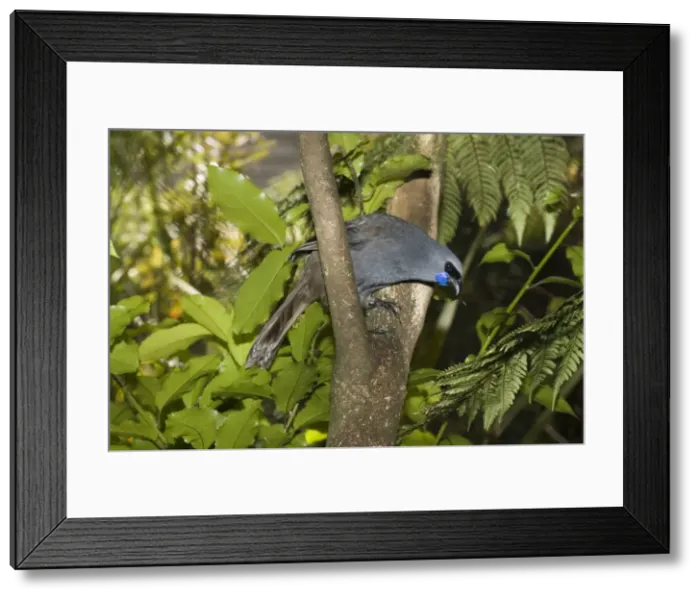 Framed Print : Flightless North Island Kokako. Mount Bruce Conservation Centre North Island New Zealand Framed Print : Flightless North Island Kokako. Mount Bruce Conservation Centre North Island New Zealand