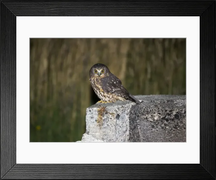 Framed Print : Southern Boobook / Morepork / Mopoke / Ruru Owl. near Bruce Conservation Centre - New Zealand Framed Print : Southern Boobook / Morepork / Mopoke / Ruru Owl. near Bruce Conservation Centre - New Zealand