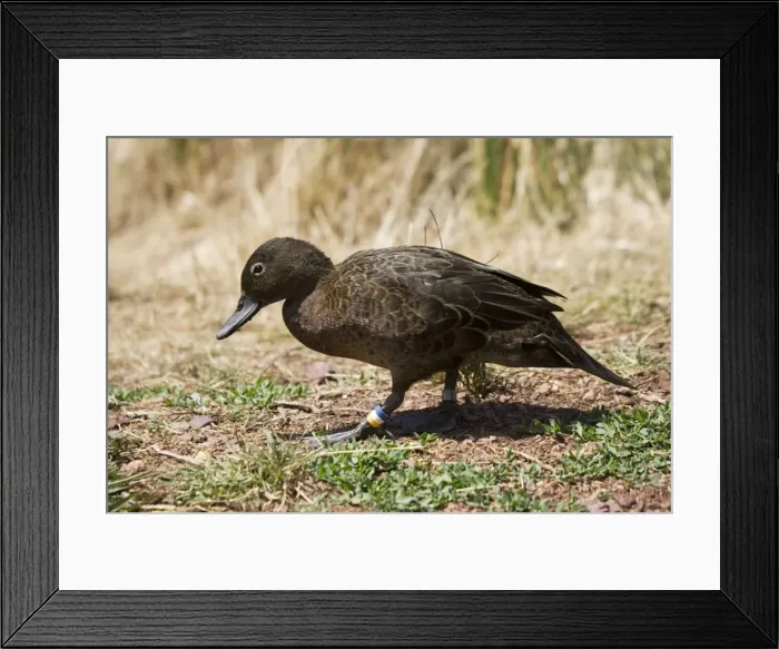 Framed Print : Brow Teal / New Zealand Teal - Crtically endangered, Maori name is Pateke. Tiritiri Matangi island near Auckland New Zealand. Once widespread numbers have been steadily declining as a result of habitat loss and predation from introduced mammals Framed Print : Brow Teal / New Zealand Teal - Crtically endangered, Maori name is Pateke. Tiritiri Matangi island near Auckland New Zealand. Once widespread numbers have been steadily declining as a result of habitat loss and predation from introduced mammals