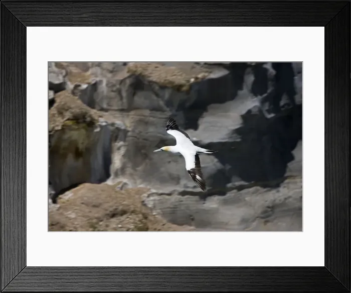 Framed Print : Gannet - n flight. Muriwai gannet colony off west coast near Auckland North Island New Zealand. Established around 1900 the gannets replace an earlier nesting site for white terms Framed Print : Gannet - n flight. Muriwai gannet colony off west coast near Auckland North Island New Zealand. Established around 1900 the gannets replace an earlier nesting site for white terms