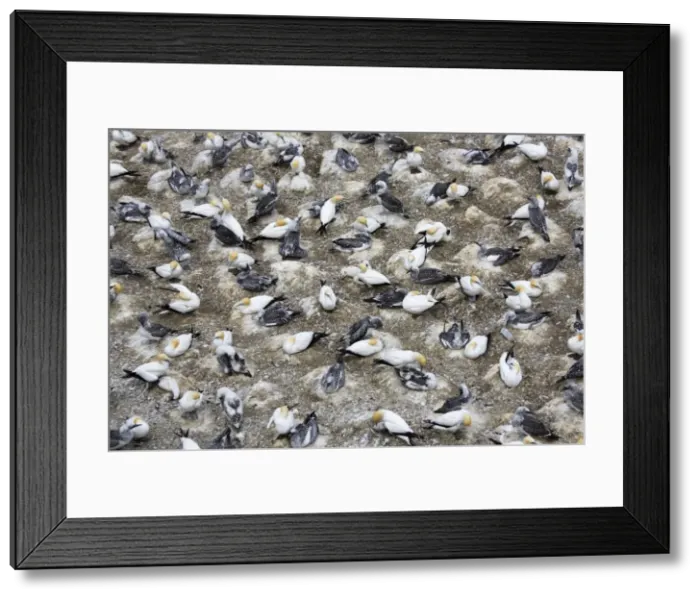 Framed Print : Nesting gannets - with juveniles at Muriwai gannet colony off west coast near Auckland. North Island - New Zealand. Established around 1900 the gannets replace an earlier nesting site for white terms Framed Print : Nesting gannets - with juveniles at Muriwai gannet colony off west coast near Auckland. North Island - New Zealand. Established around 1900 the gannets replace an earlier nesting site for white terms