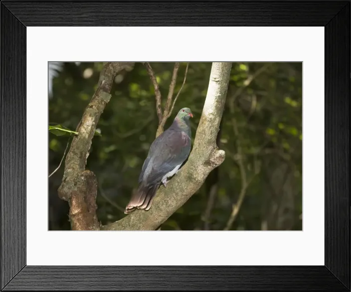 Framed Print : New Zealand native pigeon. Tiritiri Matangi island - near Auckland New Zealand Framed Print : New Zealand native pigeon. Tiritiri Matangi island - near Auckland New Zealand