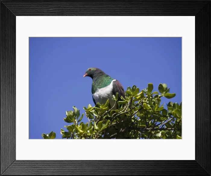 Framed Print : New Zealand Native Pigeon. Kapiti island near Wellington New Zealand Framed Print : New Zealand Native Pigeon. Kapiti island near Wellington New Zealand