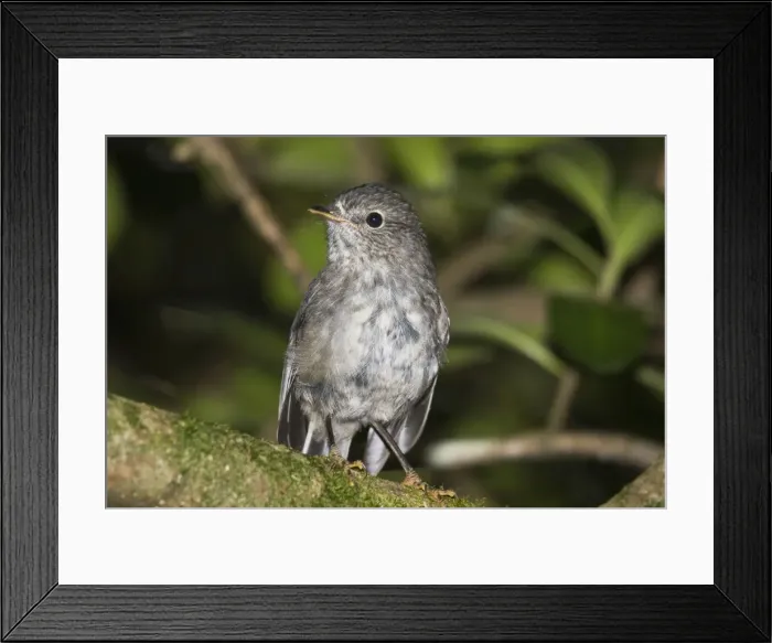 Framed Print : North Island Robin  /  Toutouwai. Karori Wildlife Sanctuary New Zealand