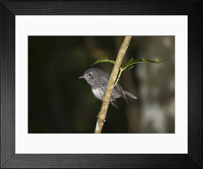 Framed Print : North Island Robin - Maori name Toutouwai. Tiritiri Matangi island near Auckland - New Zealand Framed Print : North Island Robin - Maori name Toutouwai. Tiritiri Matangi island near Auckland - New Zealand