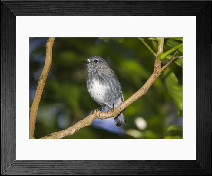 Framed Print : North Island Robin - Maori name Toutouwai. Kapiti island bird sanctuary New Zealand Framed Print : North Island Robin - Maori name Toutouwai. Kapiti island bird sanctuary New Zealand