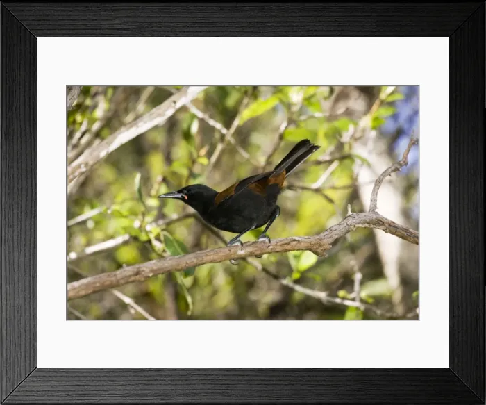 Framed Print : North Island saddleback - Maori name Tieke. Tiritiri Matangi island near Auckland - New Zealand Framed Print : North Island saddleback - Maori name Tieke. Tiritiri Matangi island near Auckland - New Zealand