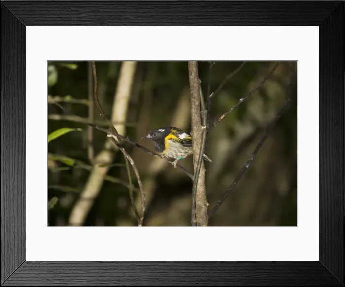 Framed Print : Rare Stitch bird  /  Hihi. Kapiti island near Wellington New Zealand. The Dept of Conservation has launched an amibitious recovery plane including captive breeding as well as special feeding sites